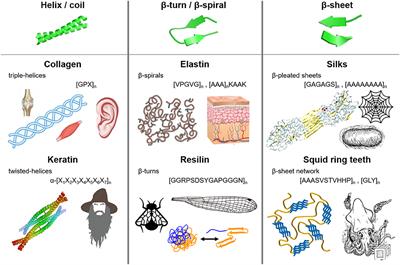 Squid-Inspired Tandem Repeat Proteins: Functional Fibers and Films